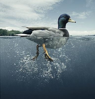 How Fast Can Ducks Swim? And Why Do They Always Look Like They're Late for a Meeting?