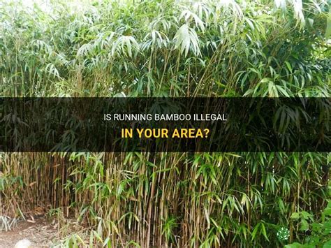 Is Running Bamboo Illegal: A Tangled Debate on Nature's Invasive Beauty