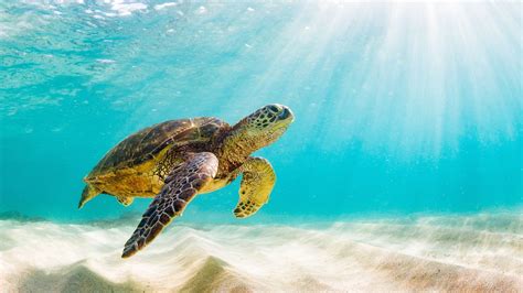 Where to Swim with Sea Turtles: Exploring the Depths of Imagination and Reality